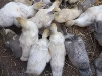 Ducks — photo 1