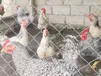 Chickens — foto 5