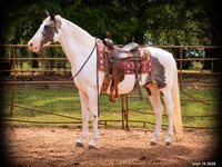 Horse (M), National Show Horse — photo 1