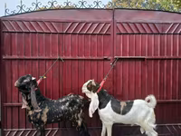 公山羊, Kamori goats — 照片 4