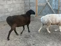 Qoyunlar (partiya, cinsi göstərilməyib), Qoyunlar — foto 2
