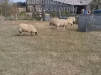 Widder, Scottish Blackface sheep — Foto 2