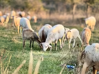 Widder, Katum sheep — Foto 2