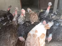 Turkeys — photo 2