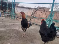 Chickens — foto 2