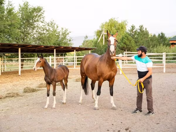 فرس, Akhal-Teke