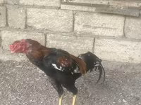 Chickens — foto 3