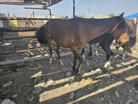 Madyan, Atlar — foto 4