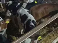 Cattle (batch, sex not specified), Cattle — photo 3