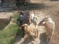 Goats (batch, sex not specified), Goats — photo 1