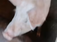 母猪, Ландрас — 照片 7