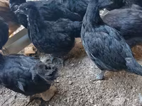 Australorp — foto 5