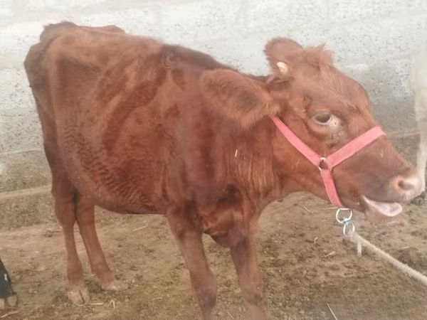 Krowa, Red Estonian cattle