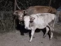 Cow, Cattle — photo 1