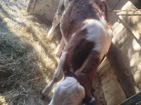 İribuynuzlu mal-qara (partiya, cinsi göstərilməyib), Simmental cattle — foto 4