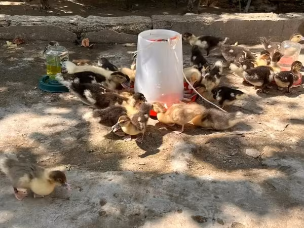 Ducks — Azərbaycan