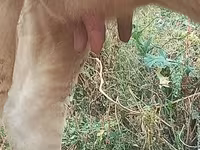 Krava, Swiss cattle — foto 6