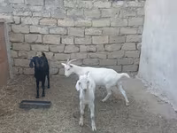 Keçilər (partiya, cinsi göstərilməyib), Keçilər — foto 4