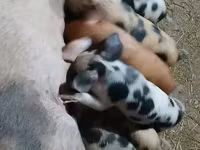 母猪, Pigs — 照片 2