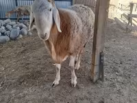 Qoç, Arashan sheep — foto 3