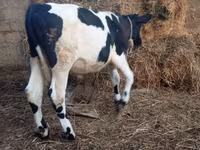 Buğa, Russian Black pied cattle — foto 7