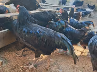 Australorp — photo 7