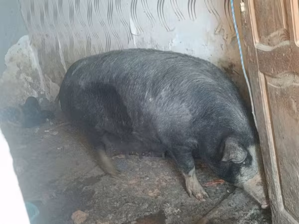 Sow, Pigs