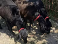 Sheep (batch, sex not specified), Sheep — photo 2
