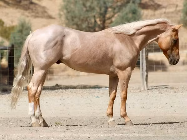At, Quarter Horse
