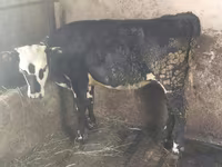 İnək, Swiss cattle — foto 2
