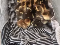 Ducks — Foto 5