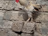 婆罗门鸡 — 照片 3