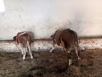 Buğa, Simmental cattle — foto 1