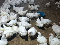 Chickens — photo 1