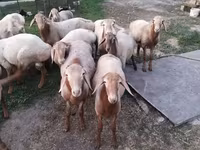 Carnero, Rhon sheep — foto 8
