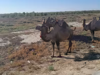Dişi dəvə, Kazakh Bactrian camel — foto 1