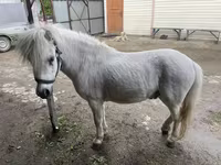Koń, Konie — zdjęcie 1