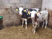 ثور, Simmental cattle — الصورة 1