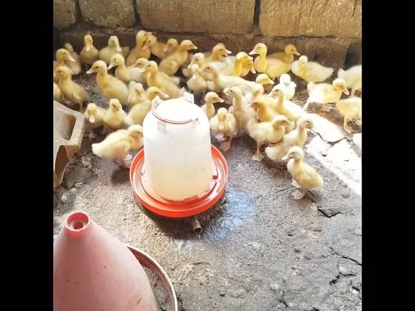 German Pekin
