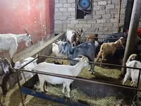 Goats (batch, sex not specified), Goats — photo 8