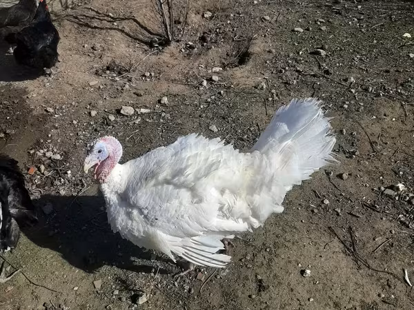 Turkeys — Azərbaycan