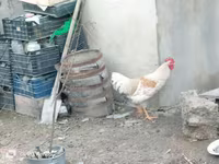 Chickens — फ़ोटो 1