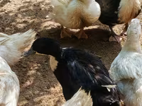 Alman Pekin — foto 6