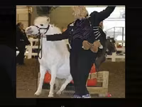 Stute, Miniature horse — Foto 2