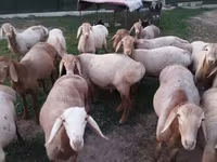 Ram, Rhon sheep — photo 3