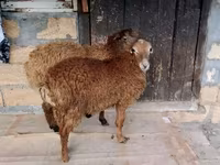 Qoç, Qoyunlar — foto 2