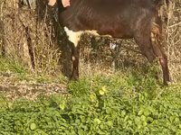 تيس, Kamori goats — الصورة 4