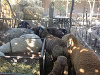 Ovce, Rhon sheep — foto 3