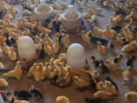 Ducks — photo 1