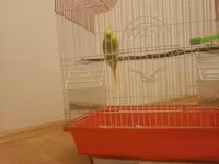Erkək karella satılır.✅️ Qəfəsdə üstündə verilir.✅️ Yem qabı var.✅️ — Foto 1